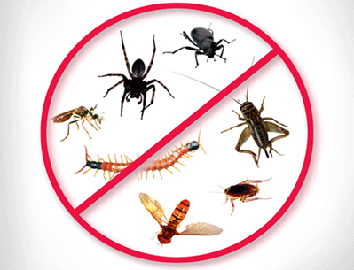 خدمة القضاء على الحشرات بالرش بفاعلية اكيدة