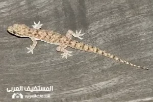 شركة مكافحة البرص بالرياض